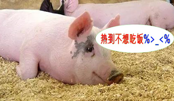 夏季豬群不吃食，找到根本原因才能輕松應(yīng)對！